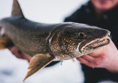 lake trout ice fishing 4